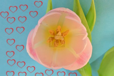 Téléchargez les photos : Close up of beautiful tulip   flower and heart signs - en image libre de droit