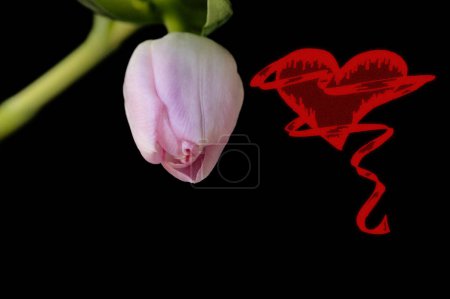 Téléchargez les photos : Close up of beautiful tulip   flower and heart sign - en image libre de droit