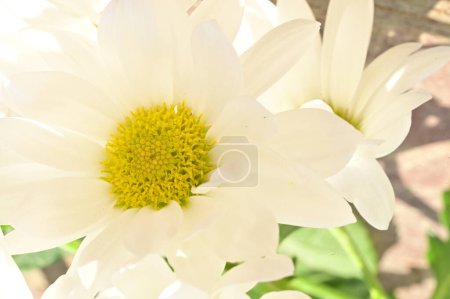 Photo for Close up of beautiful     flowers - Royalty Free Image