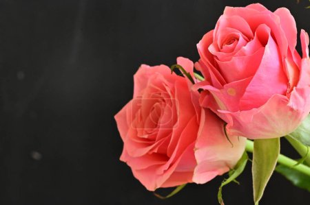 Téléchargez les photos : Gros plan de belles fleurs roses - en image libre de droit
