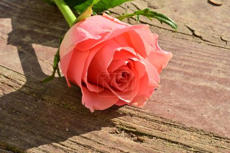Téléchargez les photos : Gros plan de belle fleur de rose - en image libre de droit