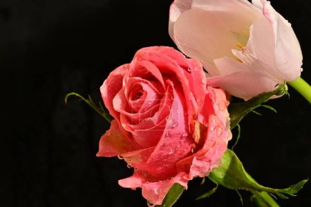 Foto de Hermosa rosa rosa con tierna flor de tulipán sobre un fondo negro, vista de cerca - Imagen libre de derechos
