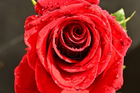 Foto de Hermosa rosa roja sobre un fondo oscuro - Imagen libre de derechos