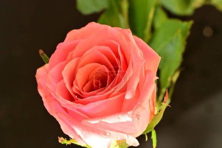 Photo for Beautiful pink rose on a dark background - Royalty Free Image