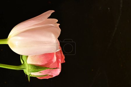 Foto de Beautiful pink rose with tender tulip flower on a black background, close up view - Imagen libre de derechos