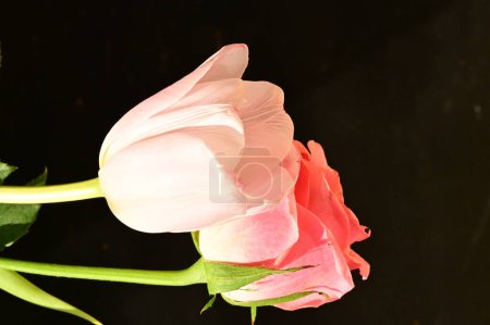 Téléchargez les photos : Belle rose rose avec fleur de tulipe tendre sur fond noir, vue rapprochée - en image libre de droit