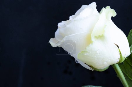 Téléchargez les photos : Belle rose blanche sur fond sombre - en image libre de droit