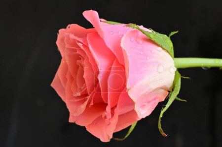 Téléchargez les photos : Belle rose rose sur fond sombre - en image libre de droit