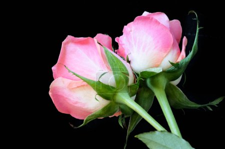 Foto de Primer plano de hermosas rosas flores - Imagen libre de derechos