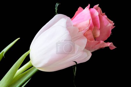 Téléchargez les photos : Gros plan de belles fleurs de rose et de tulipe - en image libre de droit