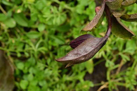 Foto de Close up of beautiful   flower bud  in garden - Imagen libre de derechos