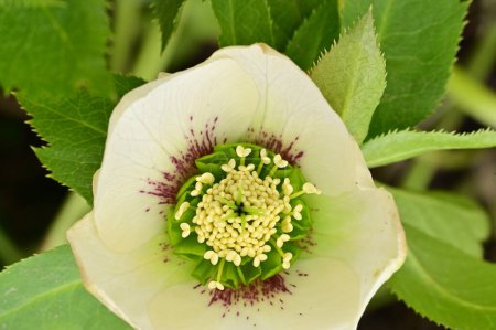 Téléchargez les photos : Gros plan de belle fleur dans le jardin - en image libre de droit