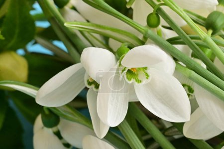 Téléchargez les photos : Beautiful  spring   snowdrops, floral cmposition - en image libre de droit