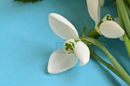 Téléchargez les photos : Beaux gouttes de neige printanières, cmposition florale - en image libre de droit