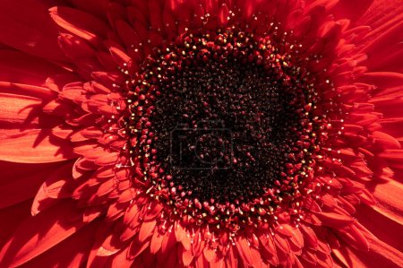 Photo for Close up of beautiful gerbera    flower - Royalty Free Image