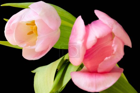 Photo for Close up of beautiful tulips   flowers - Royalty Free Image