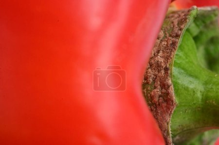 Foto de Pimiento rojo, pimentón, primer plano - Imagen libre de derechos