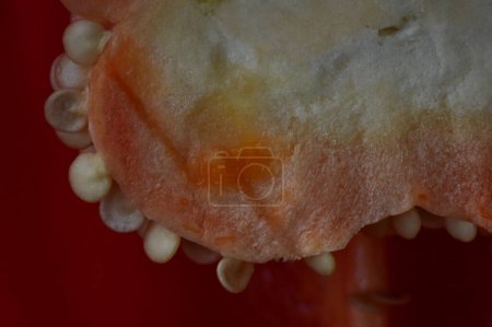 Téléchargez les photos : Poivron rouge, paprika, gros plan - en image libre de droit
