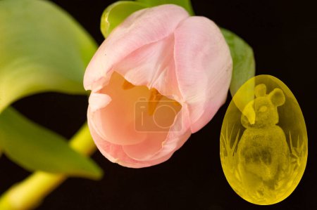 Photo for Close up of beautiful tulip  flower and easter  egg symbol - Royalty Free Image