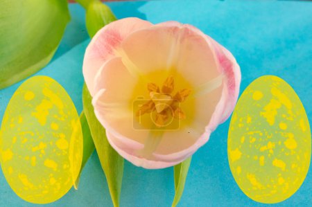 Foto de Tulipán y coloridos huevos de Pascua sobre un fondo azul - Imagen libre de derechos