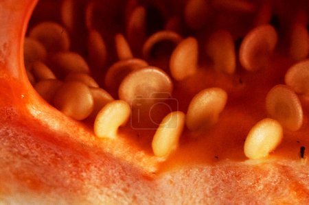 Photo for Red pepper with seeds, paprika, close up - Royalty Free Image