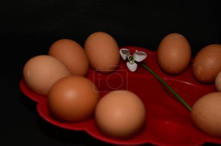Foto de Colorful easter eggs and  snowdrop flower - Imagen libre de derechos