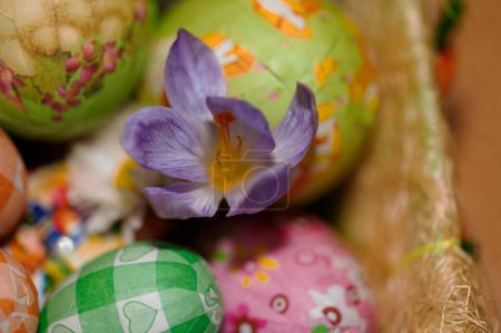 Photo for Holiday composition of  spring flower,   easter eggs - Royalty Free Image