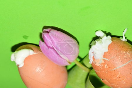 Foto de Tulip   flower and  easter eggs, close up - Imagen libre de derechos