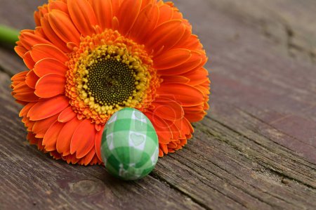 Téléchargez les photos : Gerbera  flower and  easter egg, close up - en image libre de droit