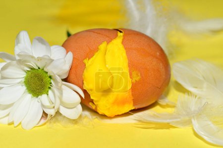 Foto de Flor y huevo de Pascua en plumas, de cerca - Imagen libre de derechos