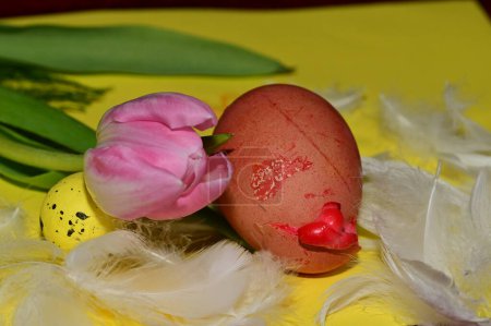 Téléchargez les photos : Fleur de tulipe et oeuf de Pâques en plumes, gros plan - en image libre de droit