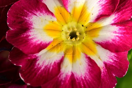 Foto de Hermosa flor sobre un fondo oscuro - Imagen libre de derechos