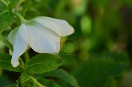 Téléchargez les photos : Beautiful  flower  growing in garden in spring - en image libre de droit