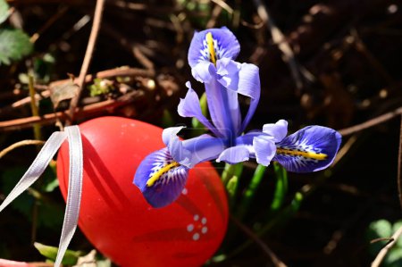 Téléchargez les photos : Oeuf de Pâques décoré coloré avec fleur dans le jardin - en image libre de droit