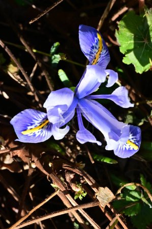 Téléchargez les photos : Close-up of the beautiful  flower in garden - en image libre de droit