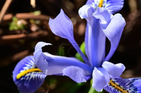 Téléchargez les photos : Belle fleur poussant dans le jardin au printemps - en image libre de droit