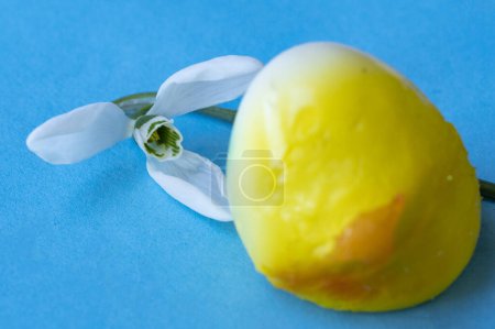 Téléchargez les photos : Snowdrop    flower and  easter egg on blue background - en image libre de droit