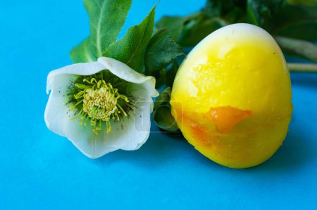 Téléchargez les photos : Belle fleur et oeuf de Pâques sur fond bleu - en image libre de droit