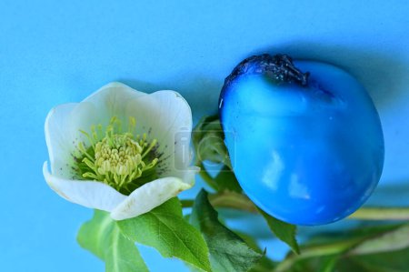 Foto de Hermosa flor y huevo de Pascua sobre fondo azul - Imagen libre de derechos