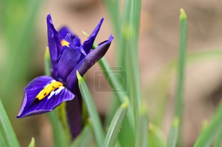 Téléchargez les photos : Belle fleur poussant dans le jardin au printemps - en image libre de droit