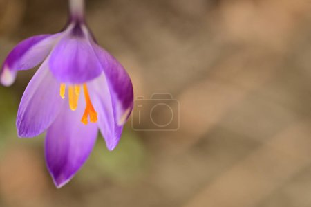 Foto de Hermosa flor de cocodrilo creciendo en el jardín en primavera - Imagen libre de derechos