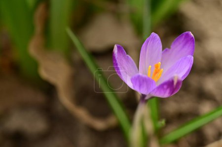 Téléchargez les photos : Beautiful  crocus  flower  growing in garden in spring - en image libre de droit