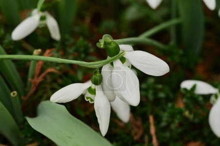 Photo for White snowdrops in the forest, close up view - Royalty Free Image