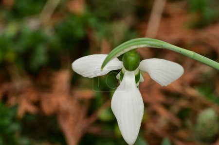 Photo for White snowdrops in the forest, close up view - Royalty Free Image