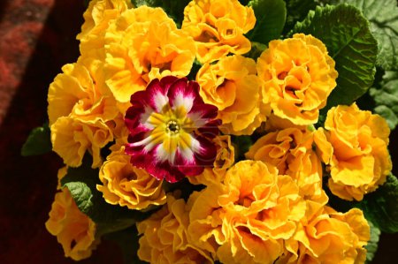 Téléchargez les photos : Belles fleurs, composition florale, gros plan - en image libre de droit