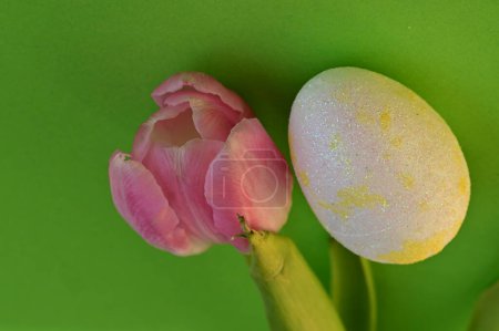 Téléchargez les photos : Beautiful    tulip  flower and  easter egg - en image libre de droit