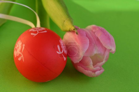 Foto de Hermosa flor de tulipán y huevo de Pascua - Imagen libre de derechos