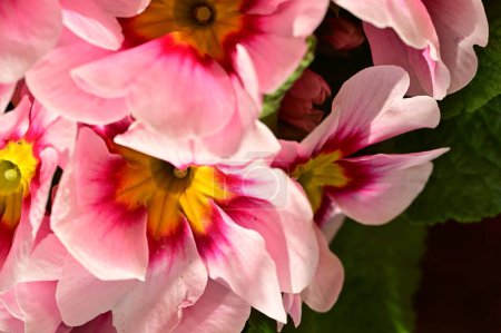 Foto de Beautiful  flowers, floral composition, close up - Imagen libre de derechos