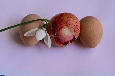 Foto de Hermosa flor de nieve y huevos de Pascua - Imagen libre de derechos