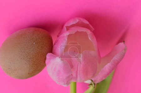 Foto de Hermosa flor de tulipán y huevo de Pascua - Imagen libre de derechos